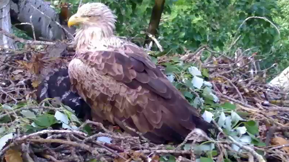 Fotó: Duna-Dráva Nemzeti Park Igazgatóság