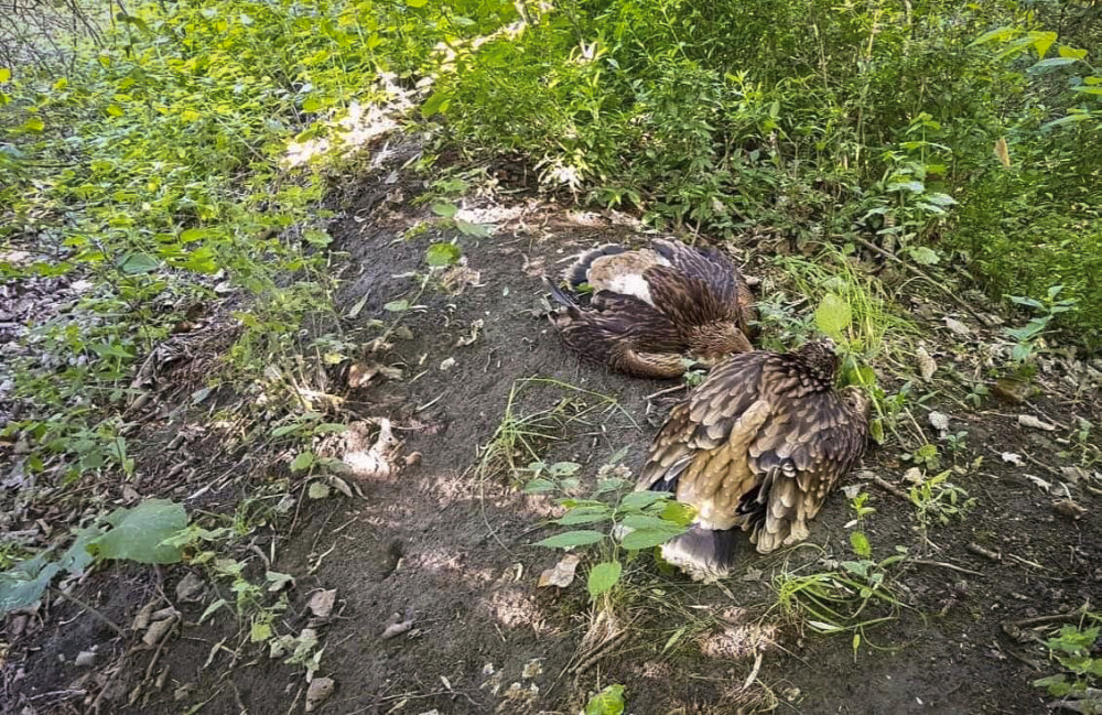 Fotó: Facebook / Kiskunsági Nemzeti Park Igazgatóság