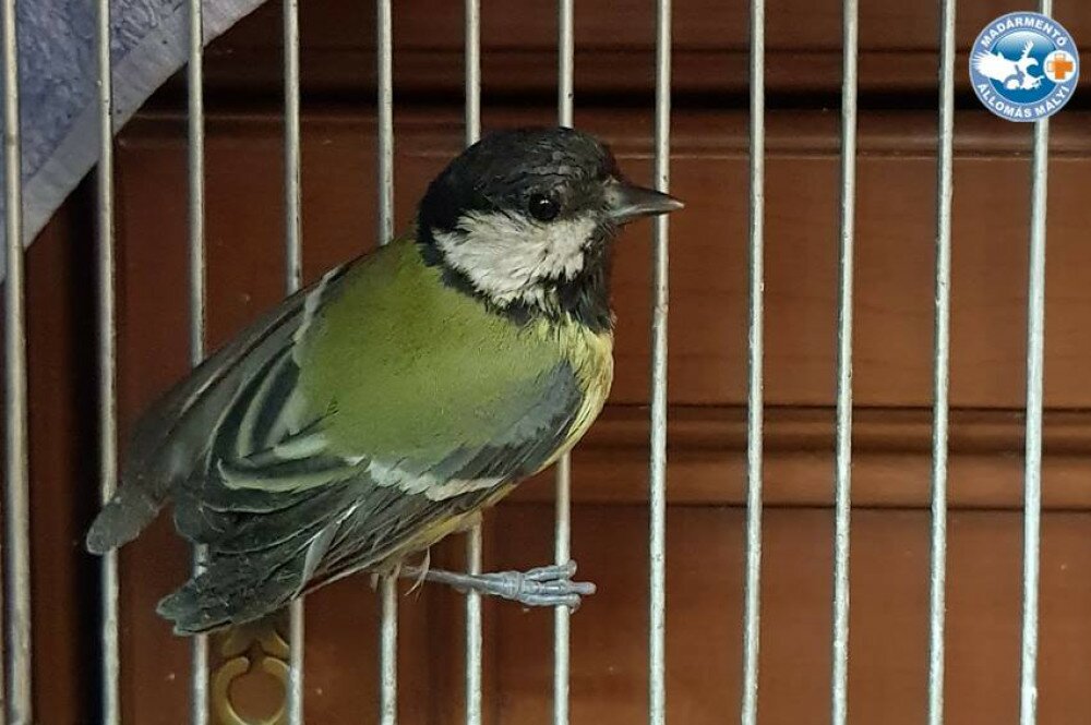 Fotó: Facebook / Madármentő Állomás Mályi - Bird Rescue