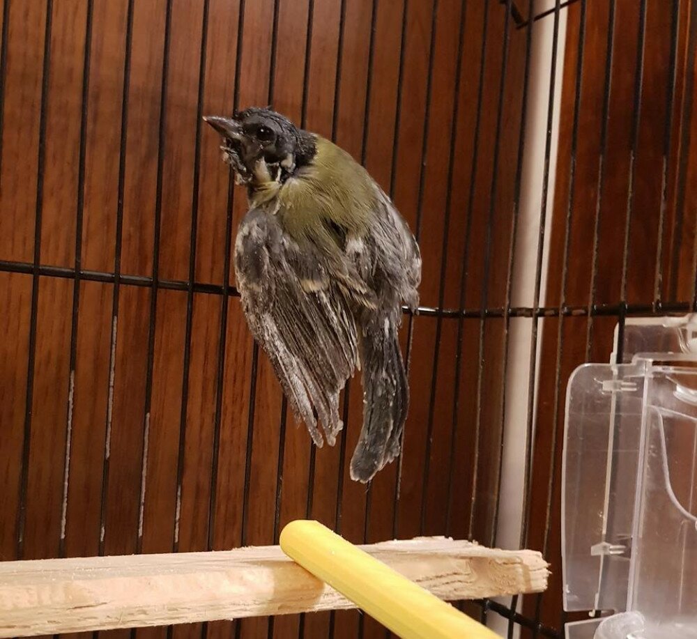 Fotó: Facebook / Madármentő Állomás Mályi - Bird Rescue