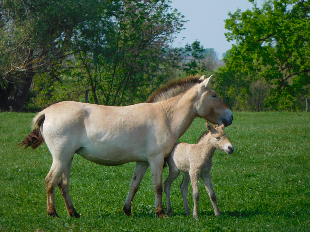 Fotó: Facebook.com / Hortobágyi Nemzeti Park Igazgatósága