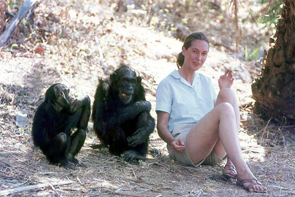 Fotó: Facebook/Jane Goodall Intézet