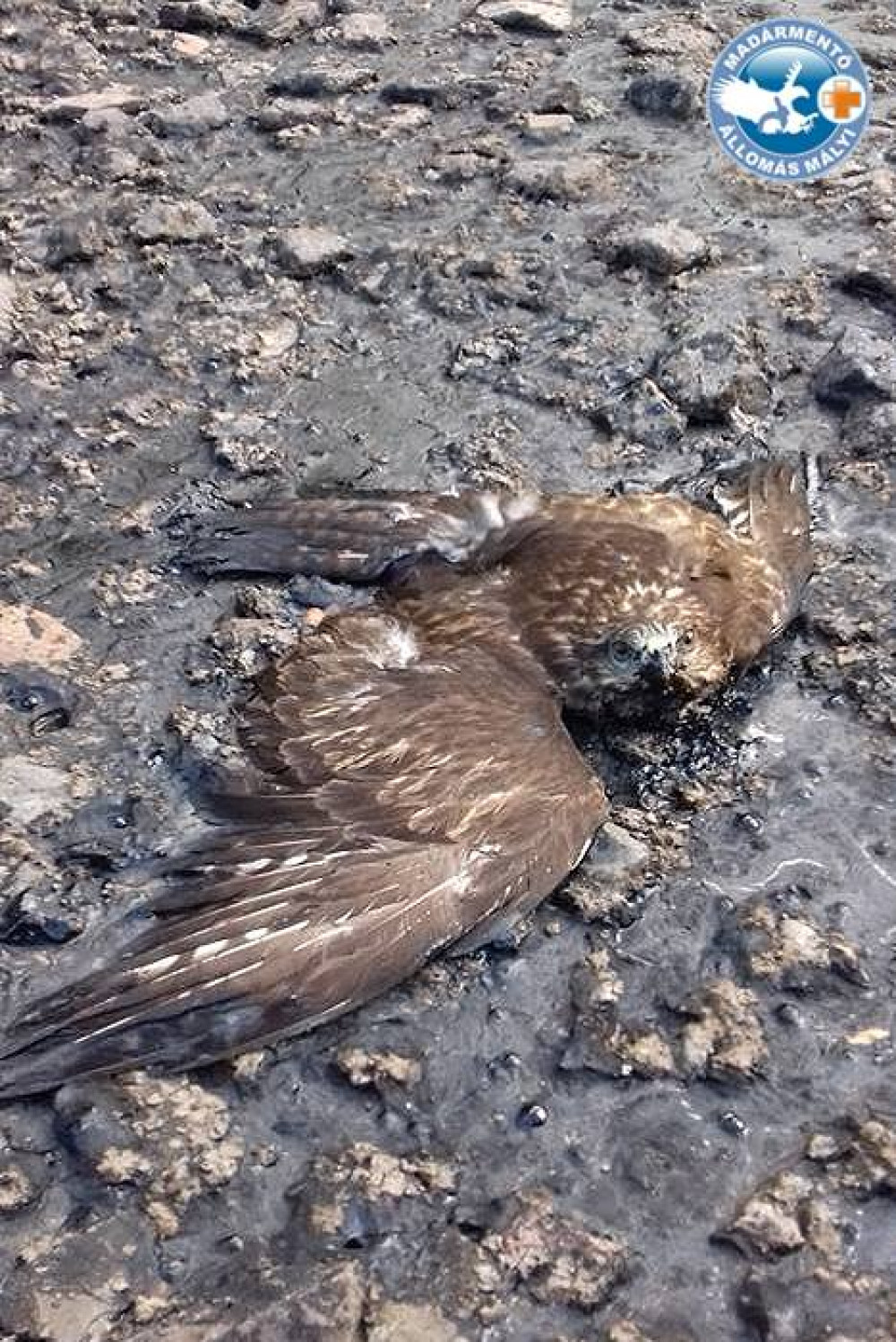 Fotó: Facebook/Madármentő Állomás Mályi - Bird Rescue