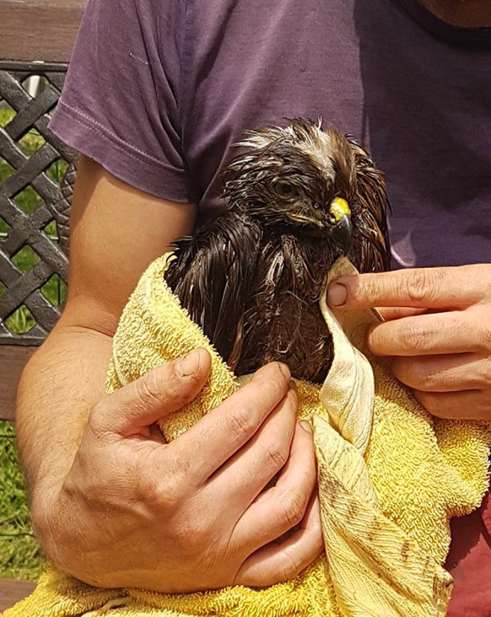 Fotó: Facebook/Madármentő Állomás Mályi - Bird Rescue