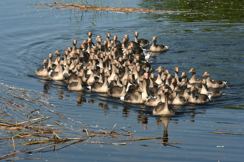 Fotó: Fertő-Hanság Nemzeti Park / Facebook