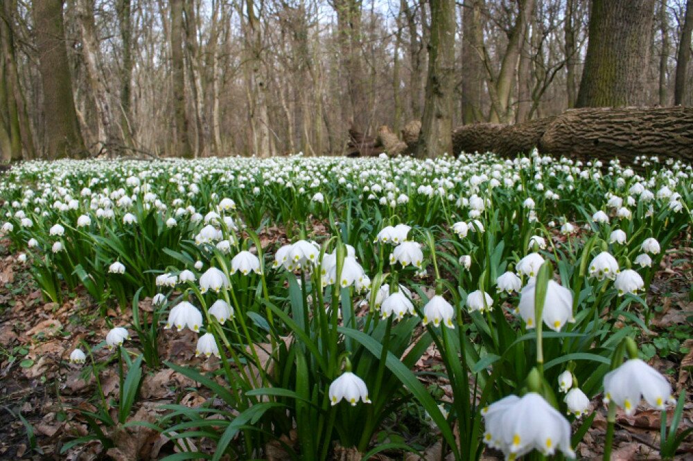  Fotó: Fertő-Hanság nemzeti Park Igazgatósága