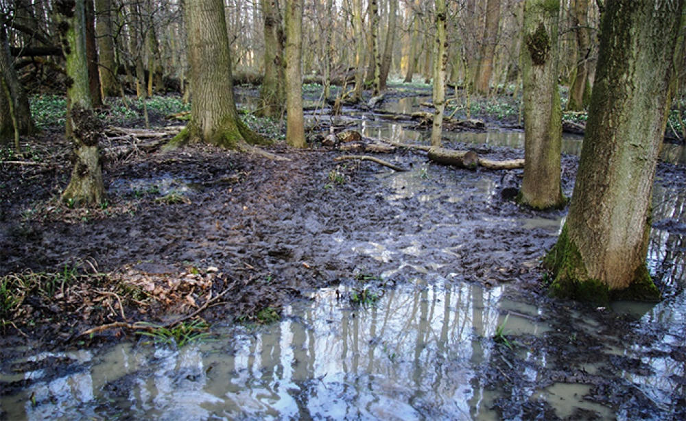 Fotó:  Fertő-Hanság nemzeti Park Igazgatósága