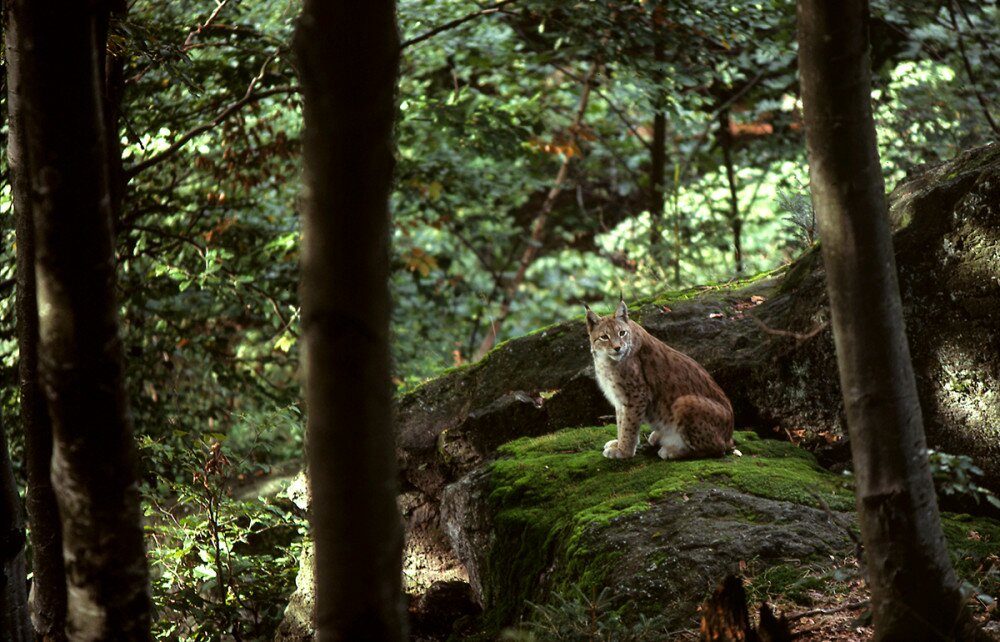 Fotó: Fritz Pölking / WWF