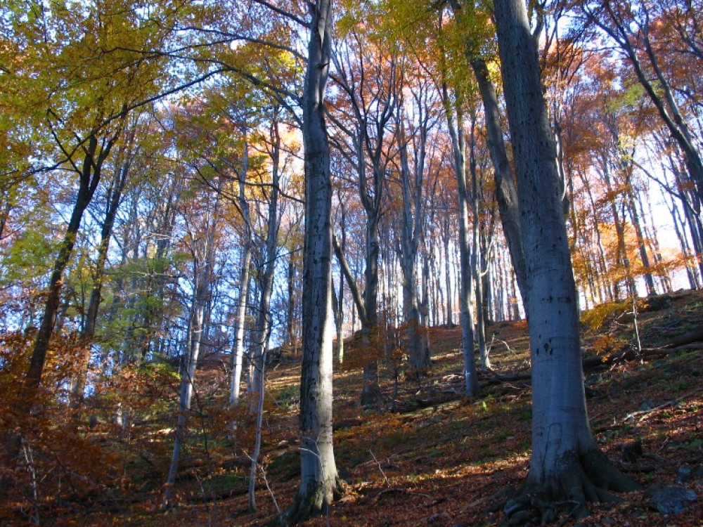 Fotó: Gálhidy László/WWF