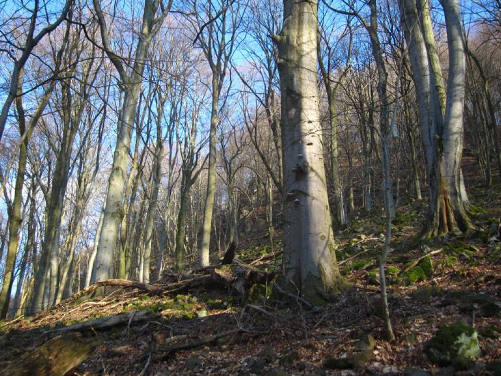 Fotó: Gálhidy László/WWF