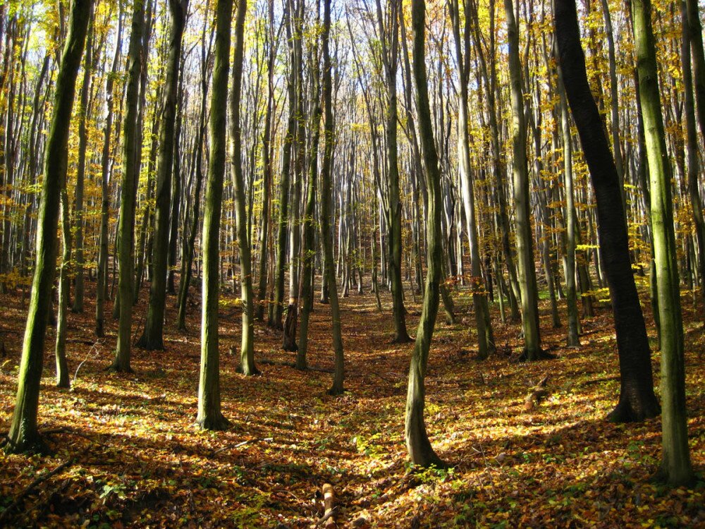 Fotó: Gálhidy László/WWF Magyarország