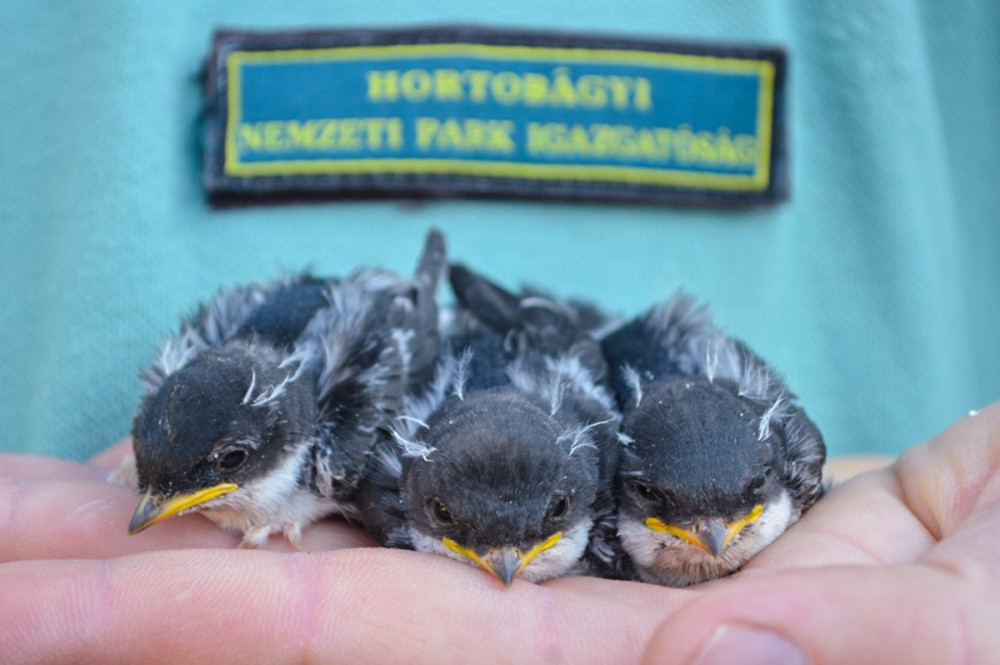 Fotó: Hortobágyi Nemzeti Park Igazgatóság Facebook