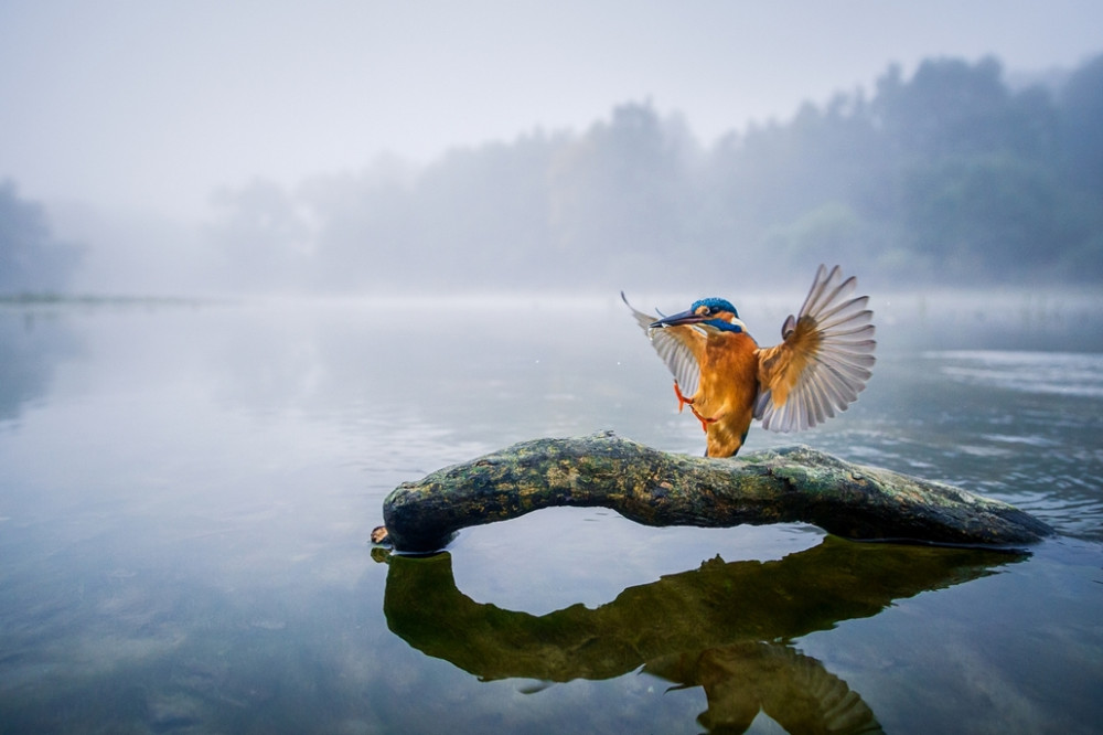 Fotó: Kis Dávid / Az Év Természetfotósa 2016 / naturArt