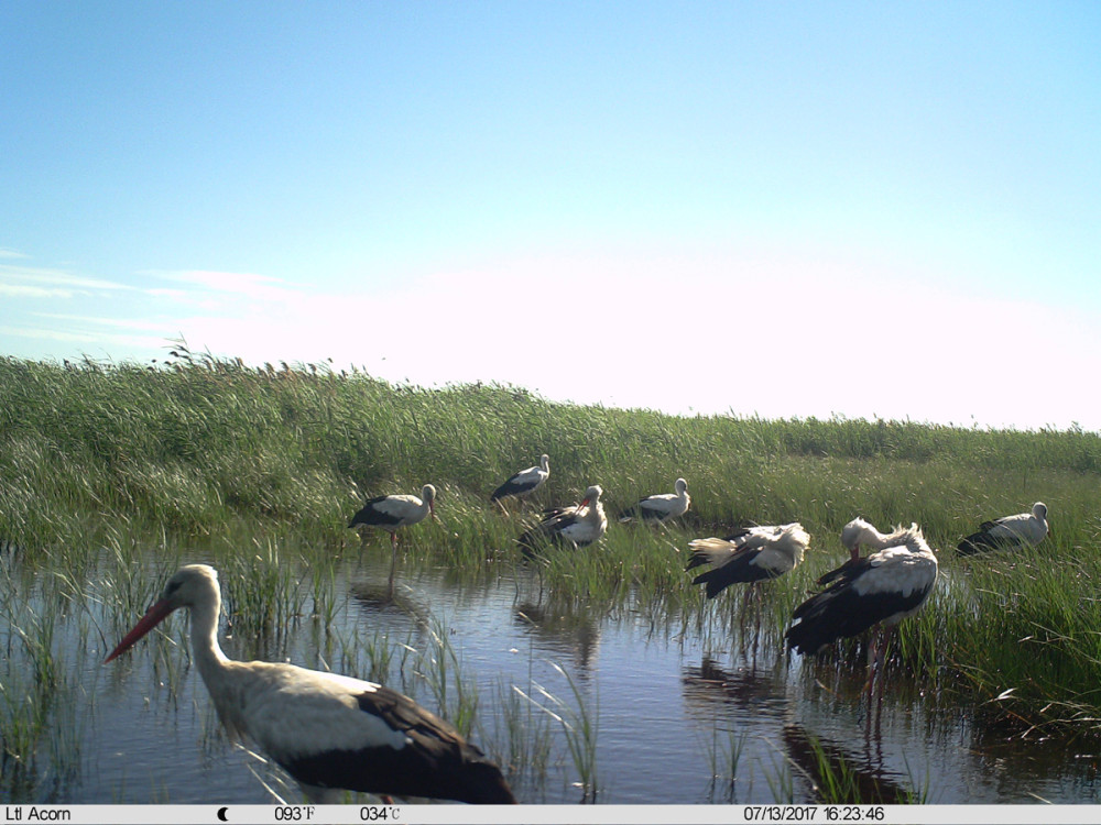 Fotó: Kiskunsági Nemzeti Park Igazgatóság