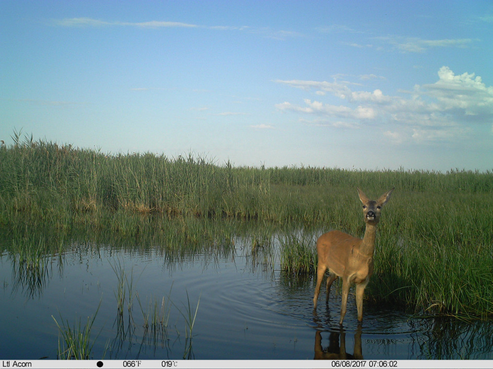 Fotó: Kiskunsági Nemzeti Park Igazgatóság