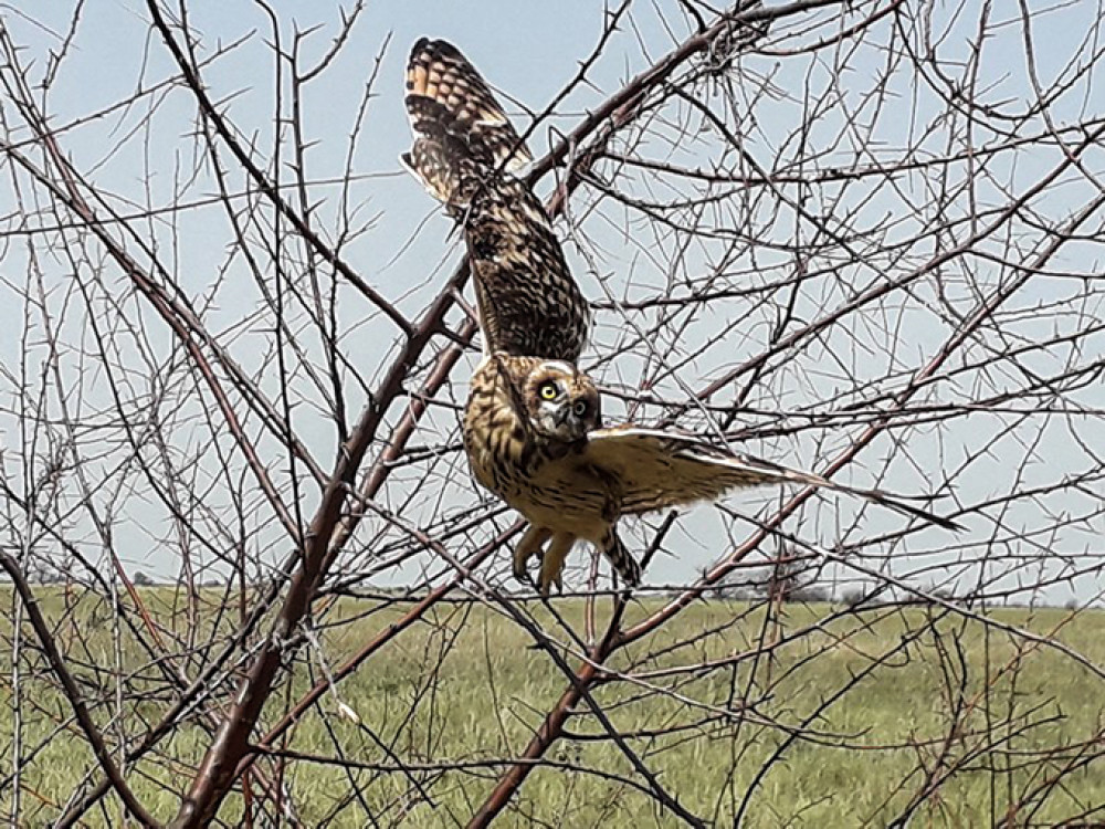 Fotó: Kiskunsági Nemzeti Park Igazgatóság