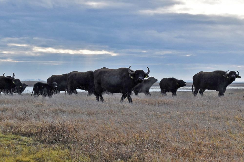 Fotó: Kiskunsági Nemzeti Park Igazgatóság