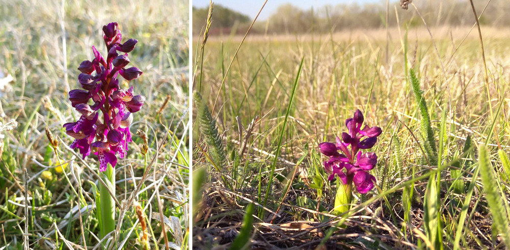 Fotó: Kiskunsági Nemzeti Park Igazgatóság