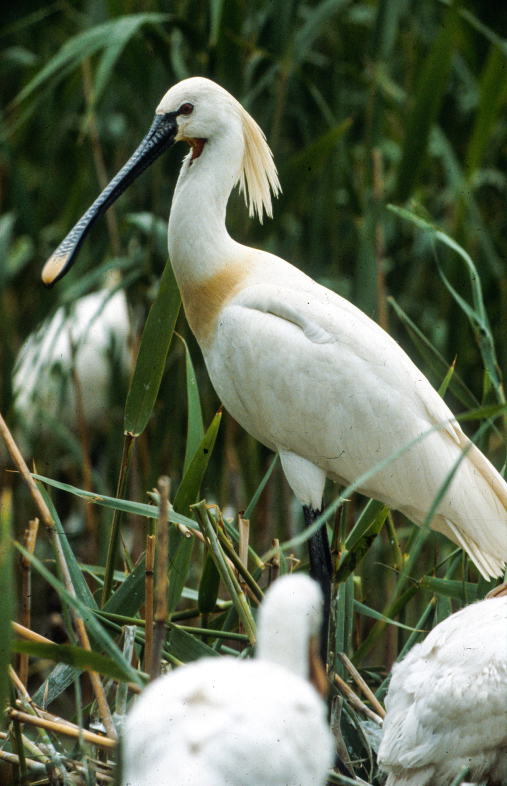 Fotó: Kőrös-Maros Nemzeti Park