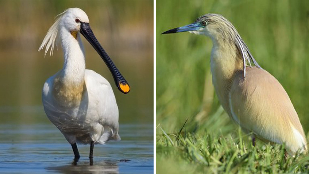 Fotó: Körös-Maros Nemzeti Park, Motkó Béla