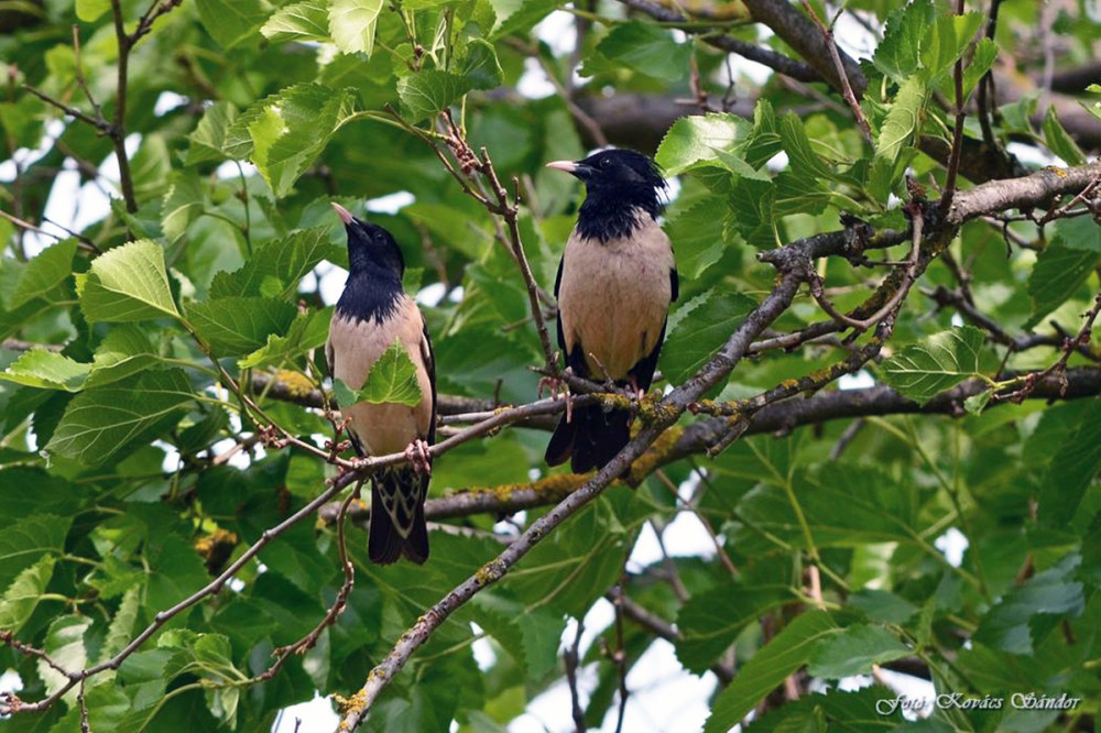 Fotó: Kovács Sándor / Kiskunsági Nemzeti Park Igazgatósága