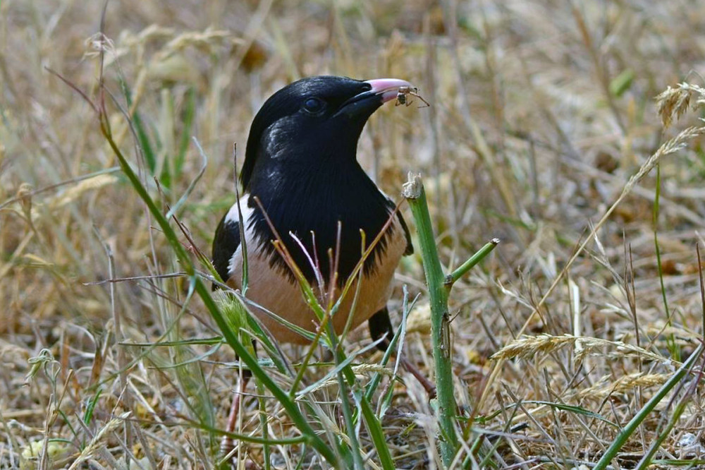 Fotó: Kovács Sándor / Kiskunsági Nemzeti Park Igazgatósága