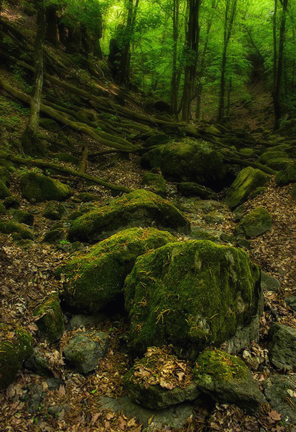 Fotó: Lőrincz Rebeka