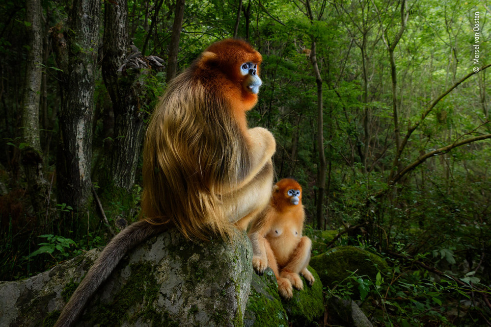 Fotó: Marsel van Oosten