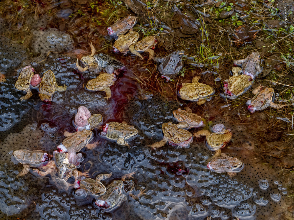 Fotó: Máté Bence / Wildlife Photographer of the Year