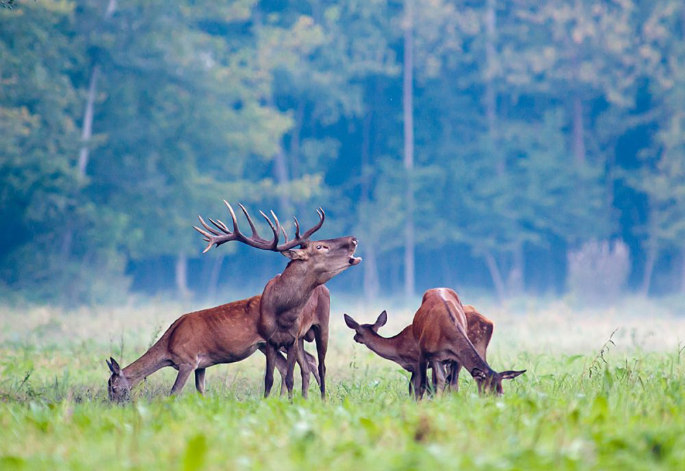 Fotó: Molnár Péter - Facebook / Molnár Péter Photography