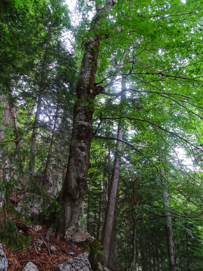 Fotó: Nationalpark Kalkalpen / Fuxjäger 