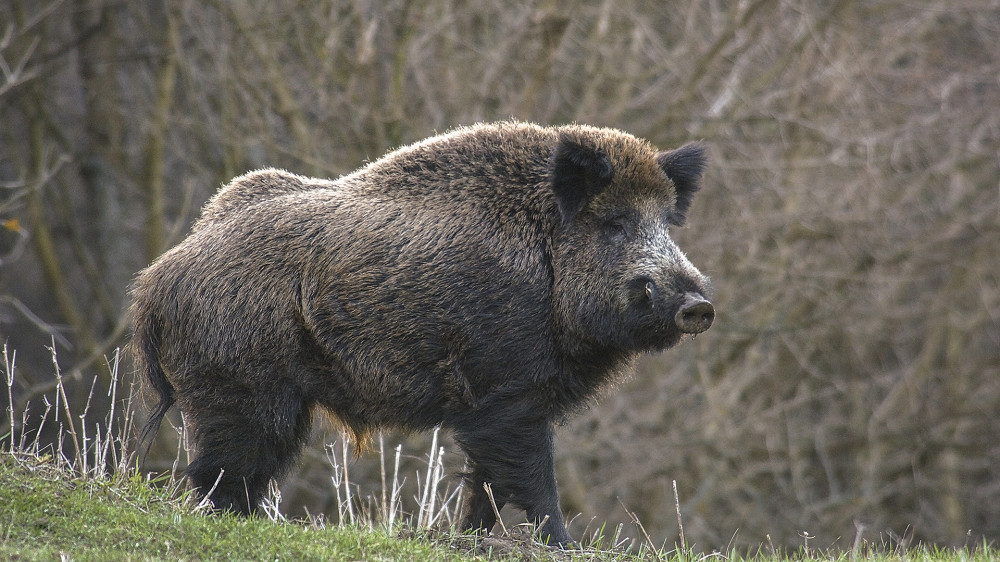 Fotó: Oilisi Parkerdő Zrt.