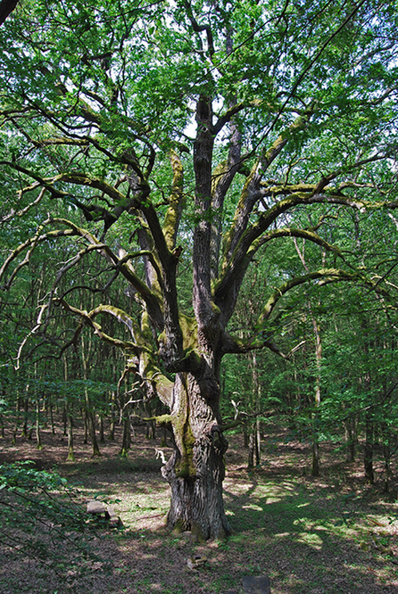 Fotó: Ökotárs