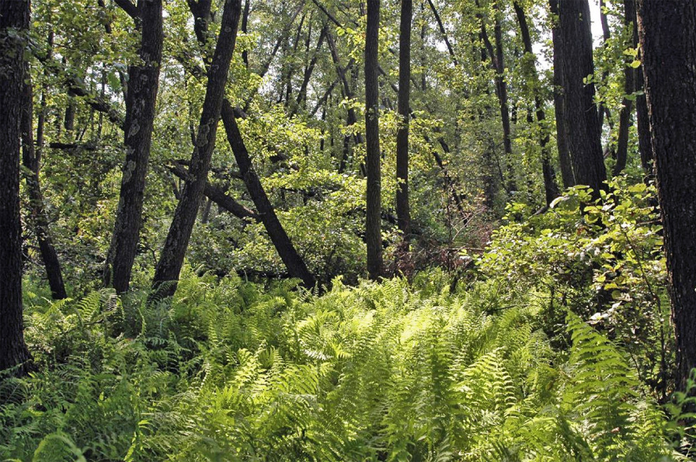 Fotó: orseginemzetipark.hu