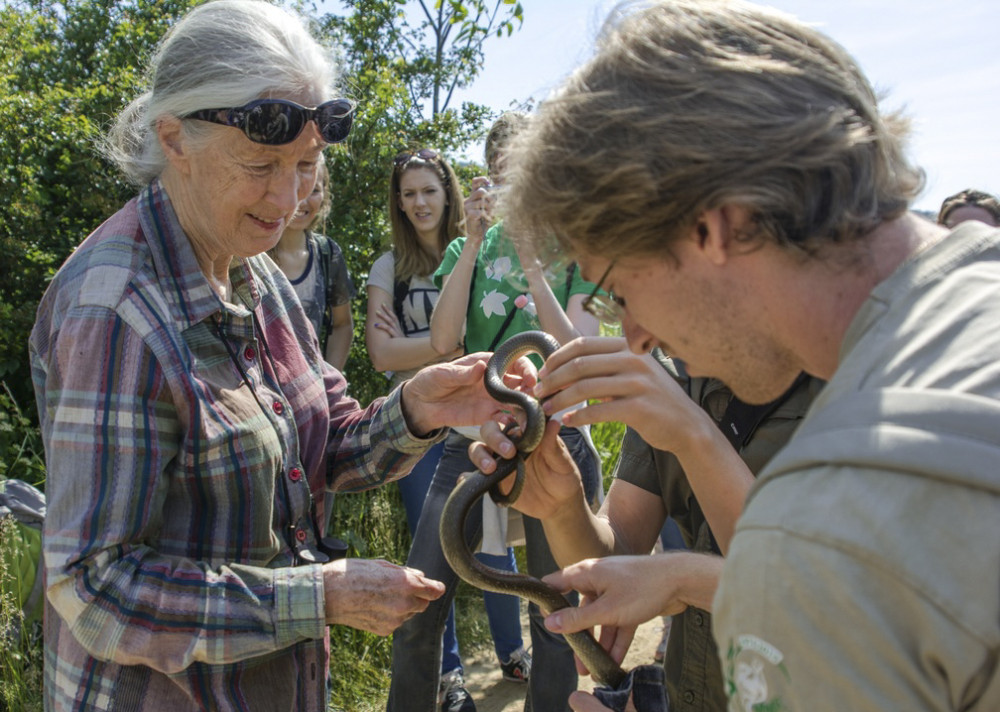 Fotó: Pap Gábor / Jane Goodall Intézet