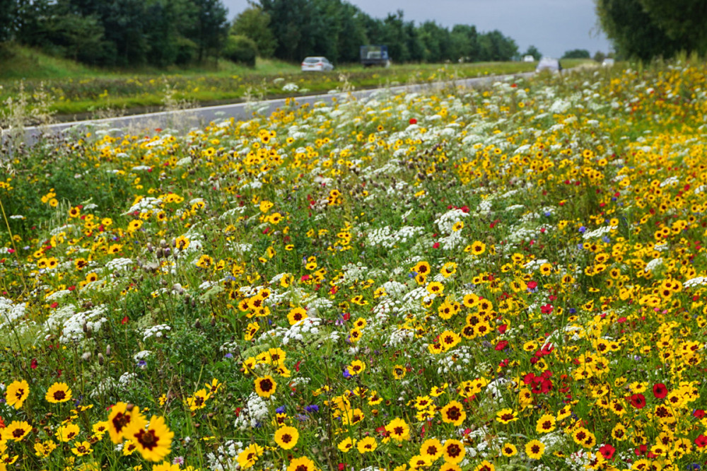 Fotó: Pictorial Meadows