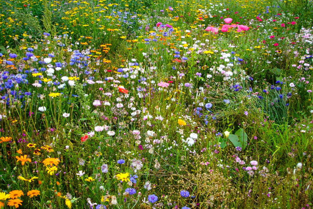 Fotó: Pictorial Meadows