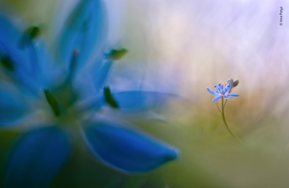 Fotó: Potyó Imre / Wildlife Photographer of the Year