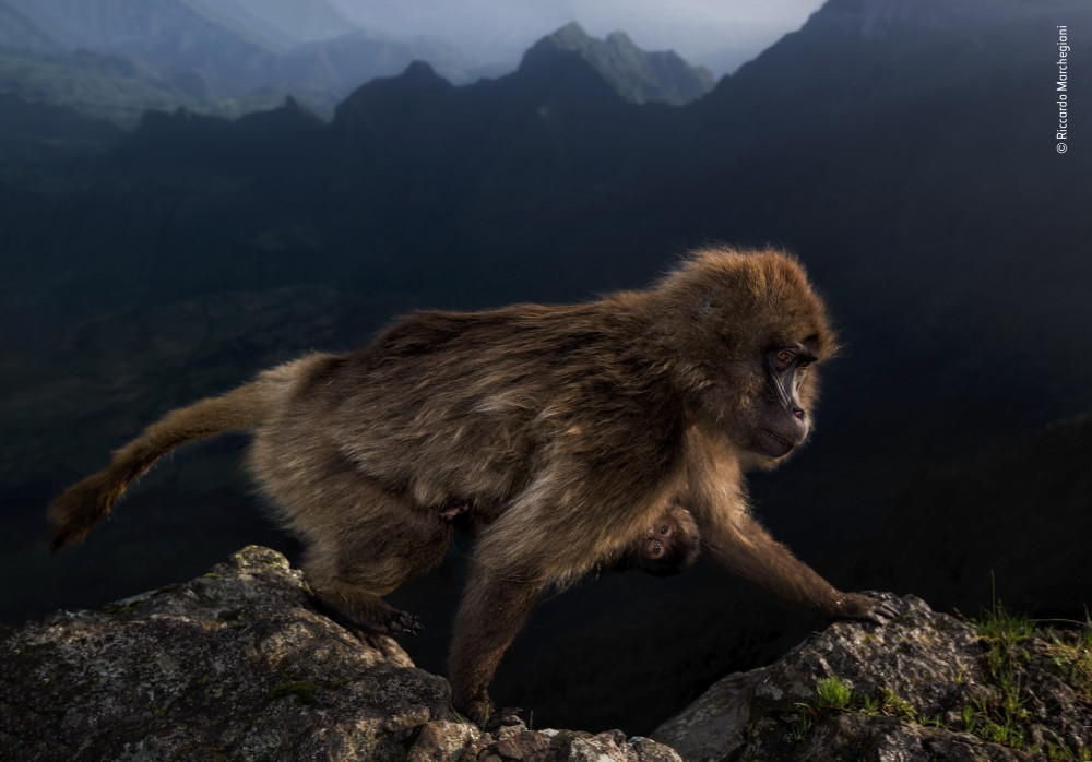 Fotó: Riccardo Marchegiani / Wildlife Photographer of the Year