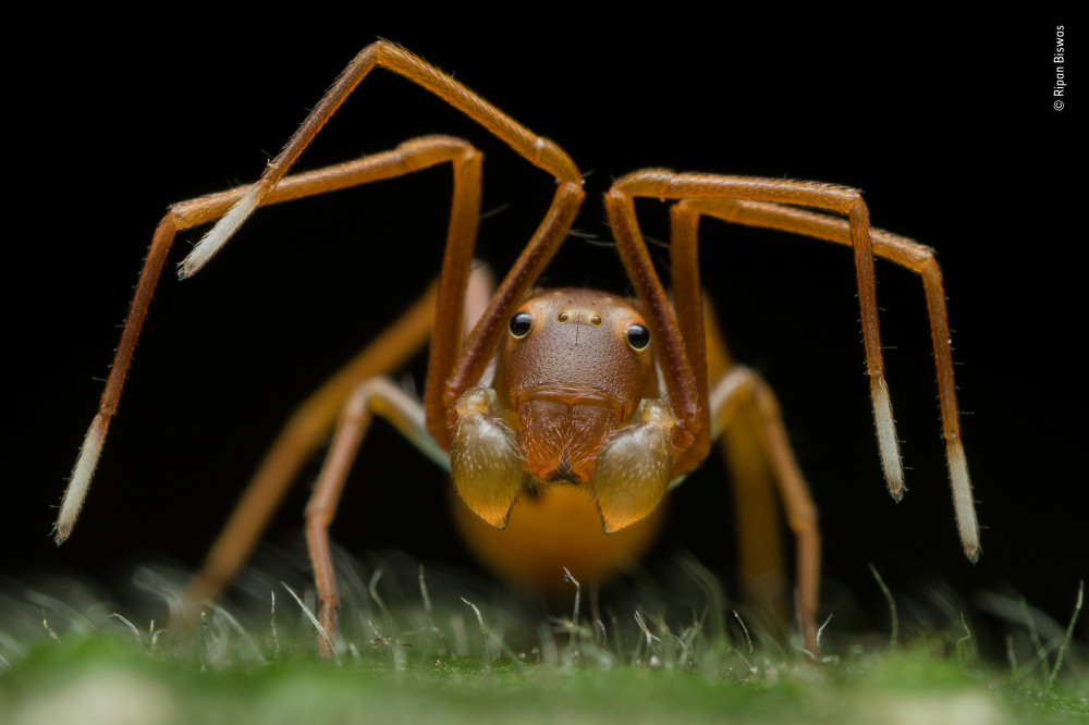 Fotó: Ripan Biswas / Wildlife Photographer of the Year