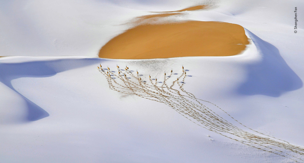 Fotó: Shangzhen Fan / Wildlife Photographer of the Year