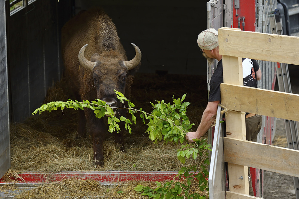 Fotó: Staffan Widstrand/Rewilding Europe