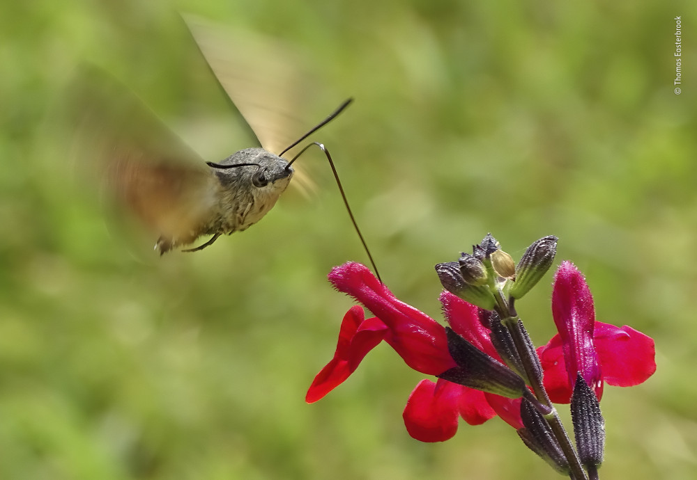 Fotó: Thomas Easterbrook / Wildlife Photographer of the Year