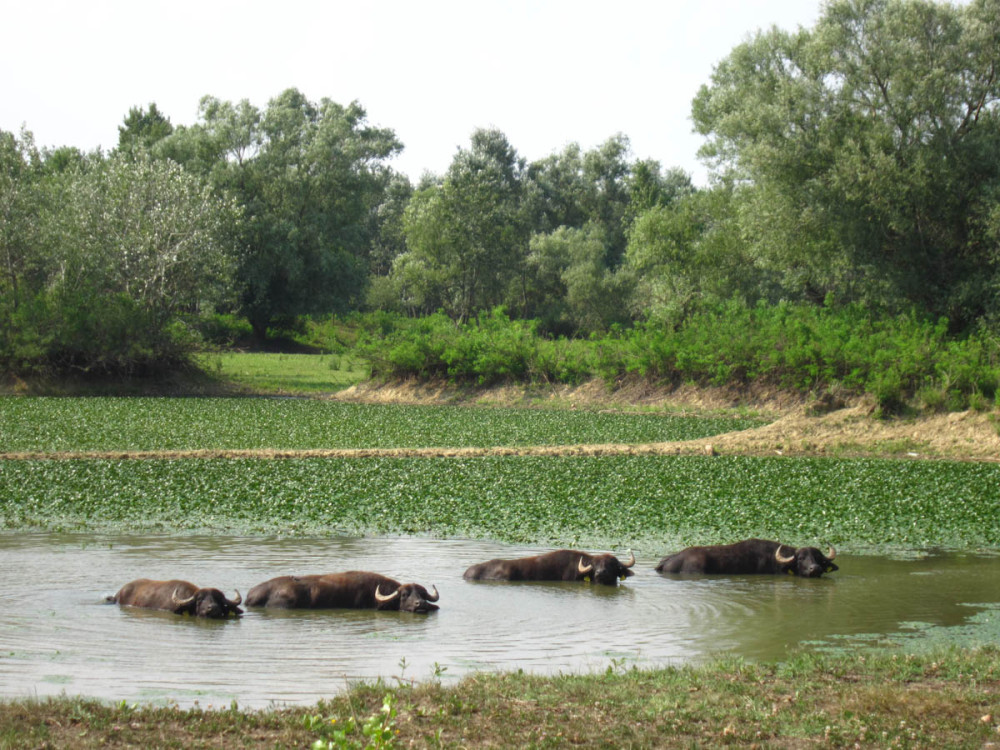 Fotó: Tiszatarján - WWF Magyarország