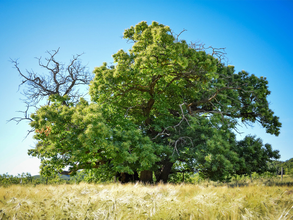 Fotó: treeoftheyear.org