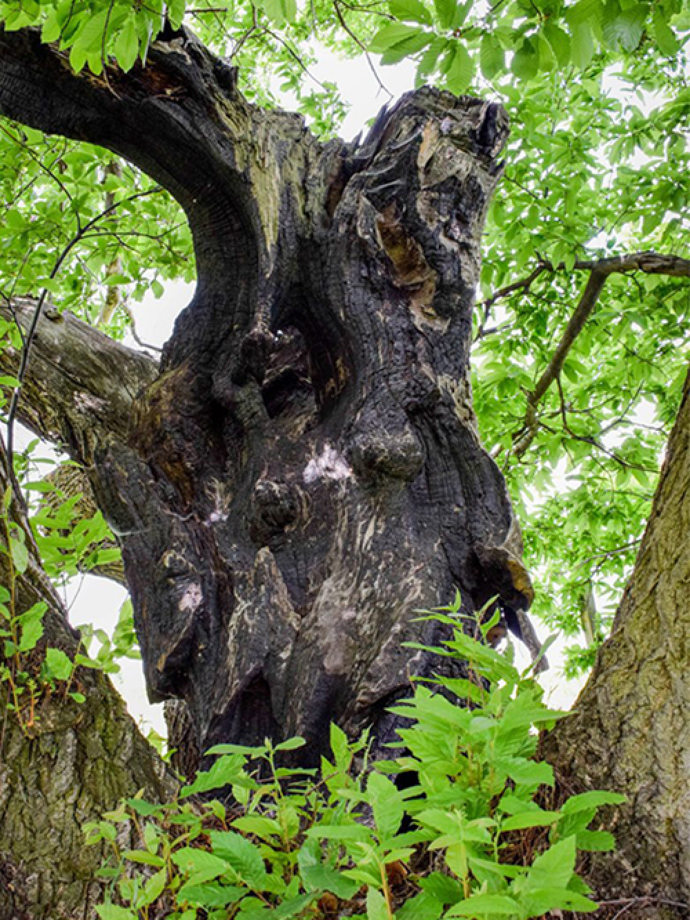 Fotó: treeoftheyear.org