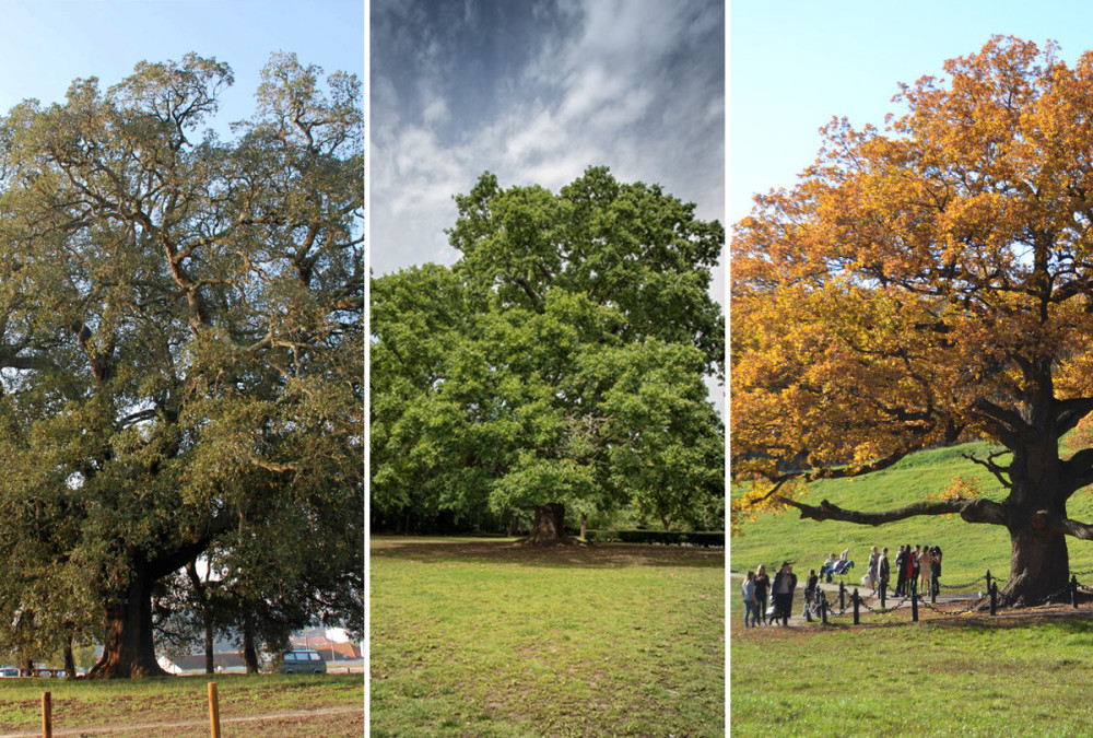 Fotó: treeoftheyear.org