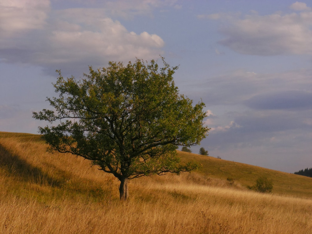 Fotó: treesplanet.blogspot.hu