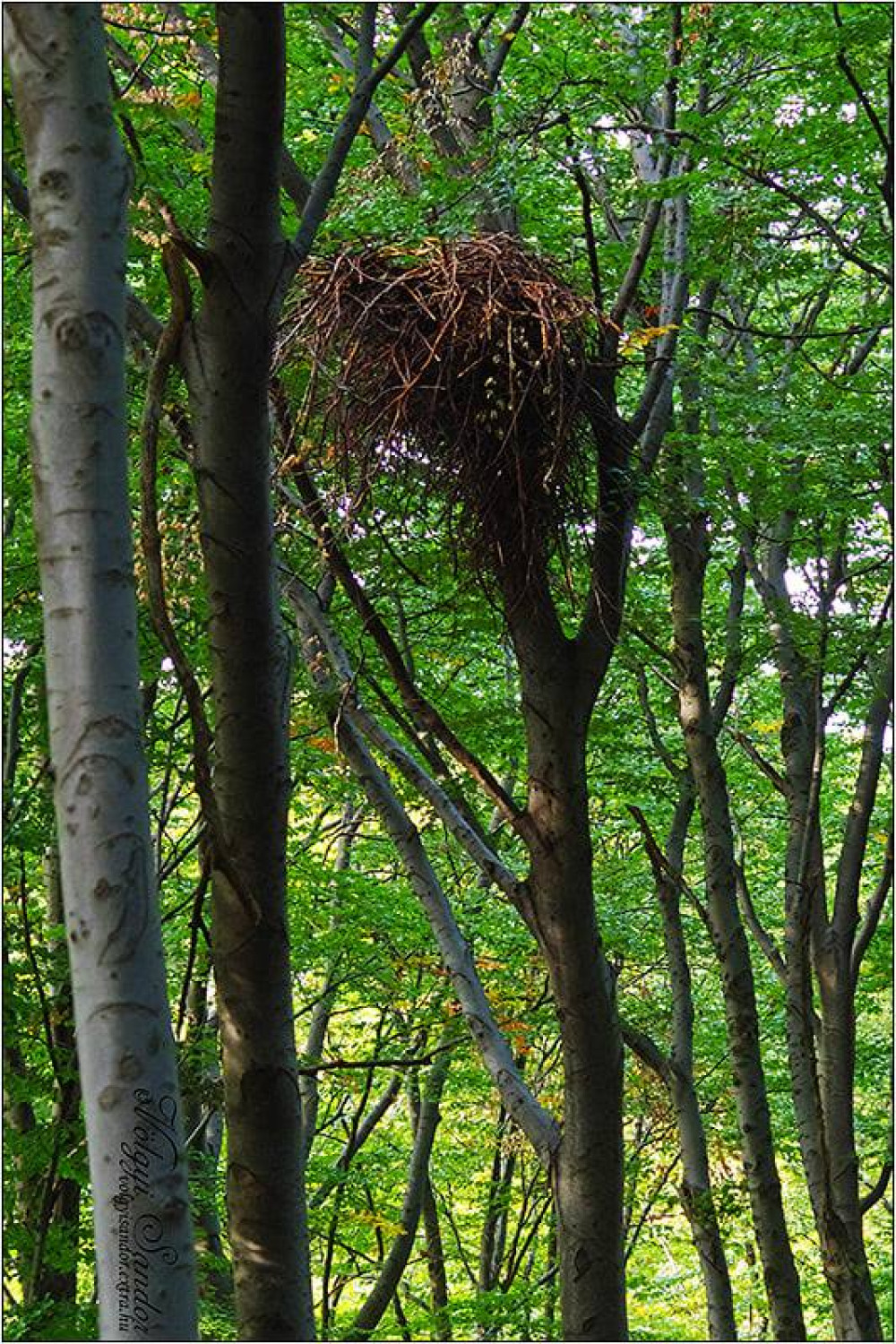 Fotó: Völgyi Sándor / Duna-Dráva Nemzeti Park Igazgatóság Facebook