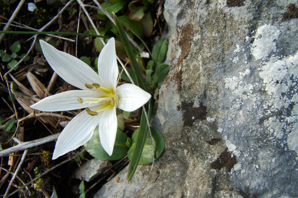 Fotó: Wikipédia/Bencs János